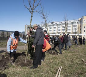 Петергоф прирос дубами