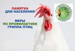 Внимание! Грипп птиц!